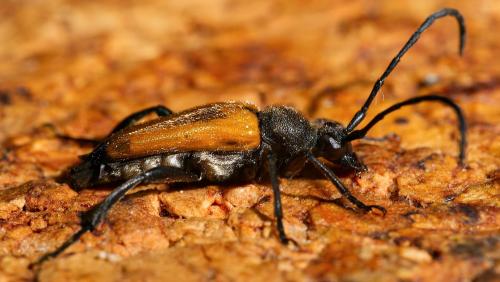 Réf. 305 664 : Stictoleptura fulva